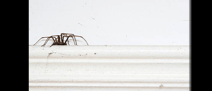 Spider Control Seven Hills